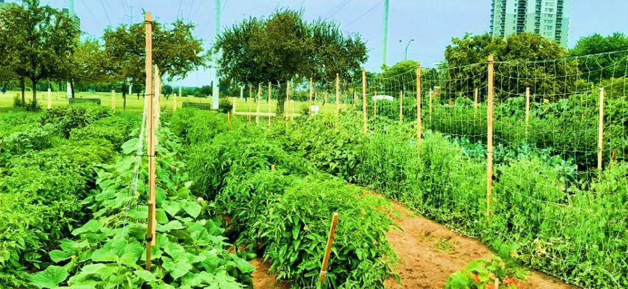 Rows of lush green vegetable plants are growing in a garden with bamboo stakes and netting. 